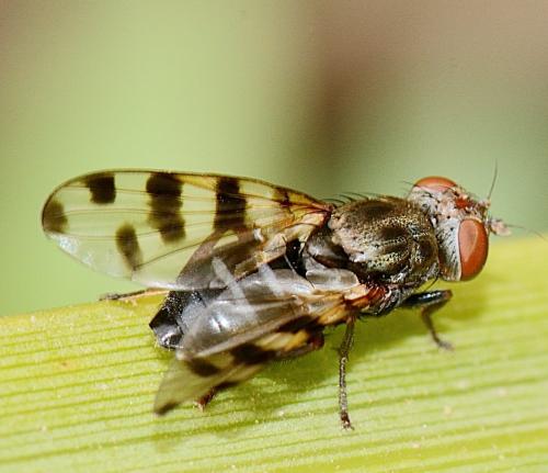 Ceroxys sp.
